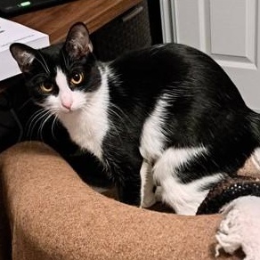 Enlarge Laurel Kindred, an adoptable mixed breed in Denver, CO image 4/5