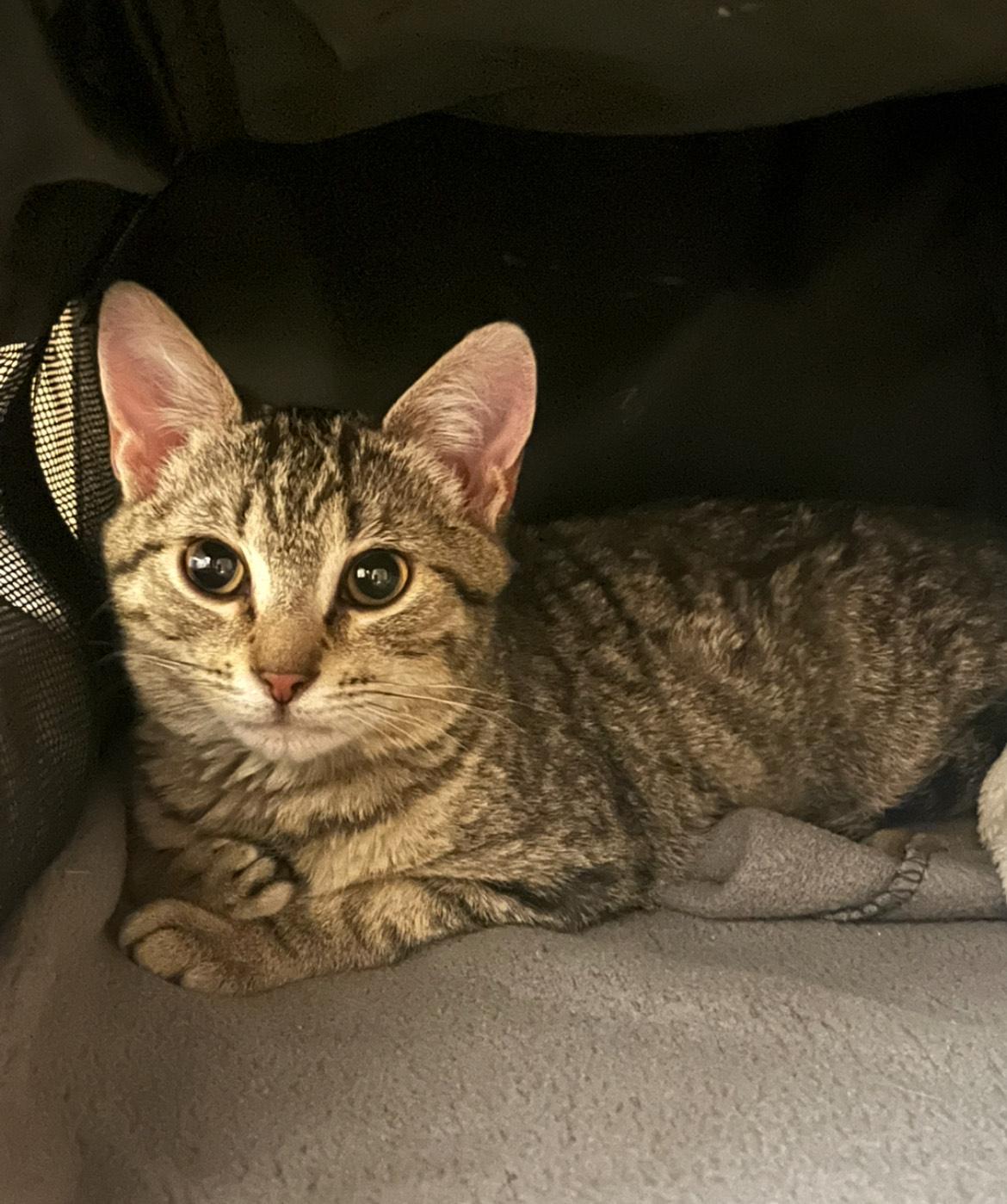 Snickers and Kit Kat (Bonded pair)