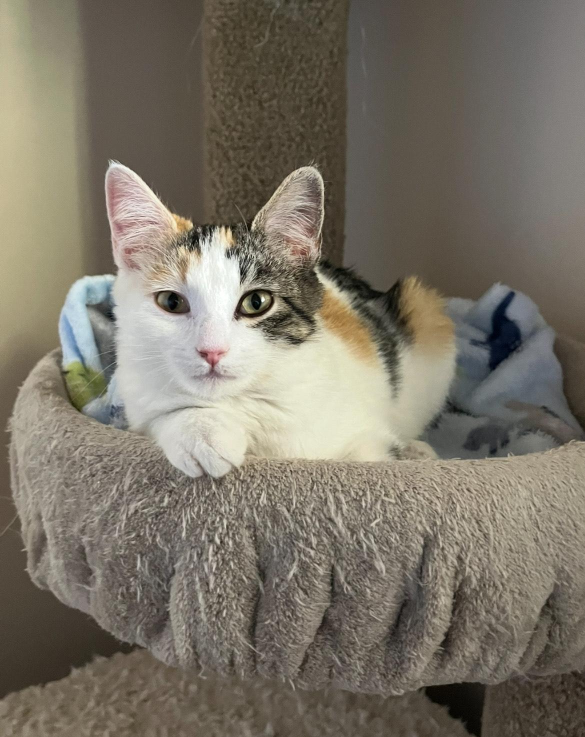 Snickers and Kit Kat (Bonded pair)