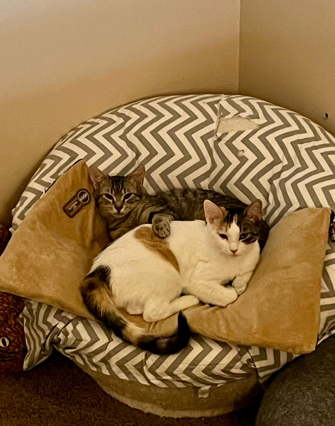 Snickers and Kit Kat (Bonded pair)