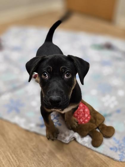 Enlarge Holly, a ADOPTABLE mixed breed in Woodstock, IL image 2/3