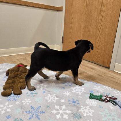 Enlarge Holly, a ADOPTABLE mixed breed in Woodstock, IL image 3/3