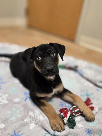Holly, ADOPTABLE, Puppy Female Mixed Breed.