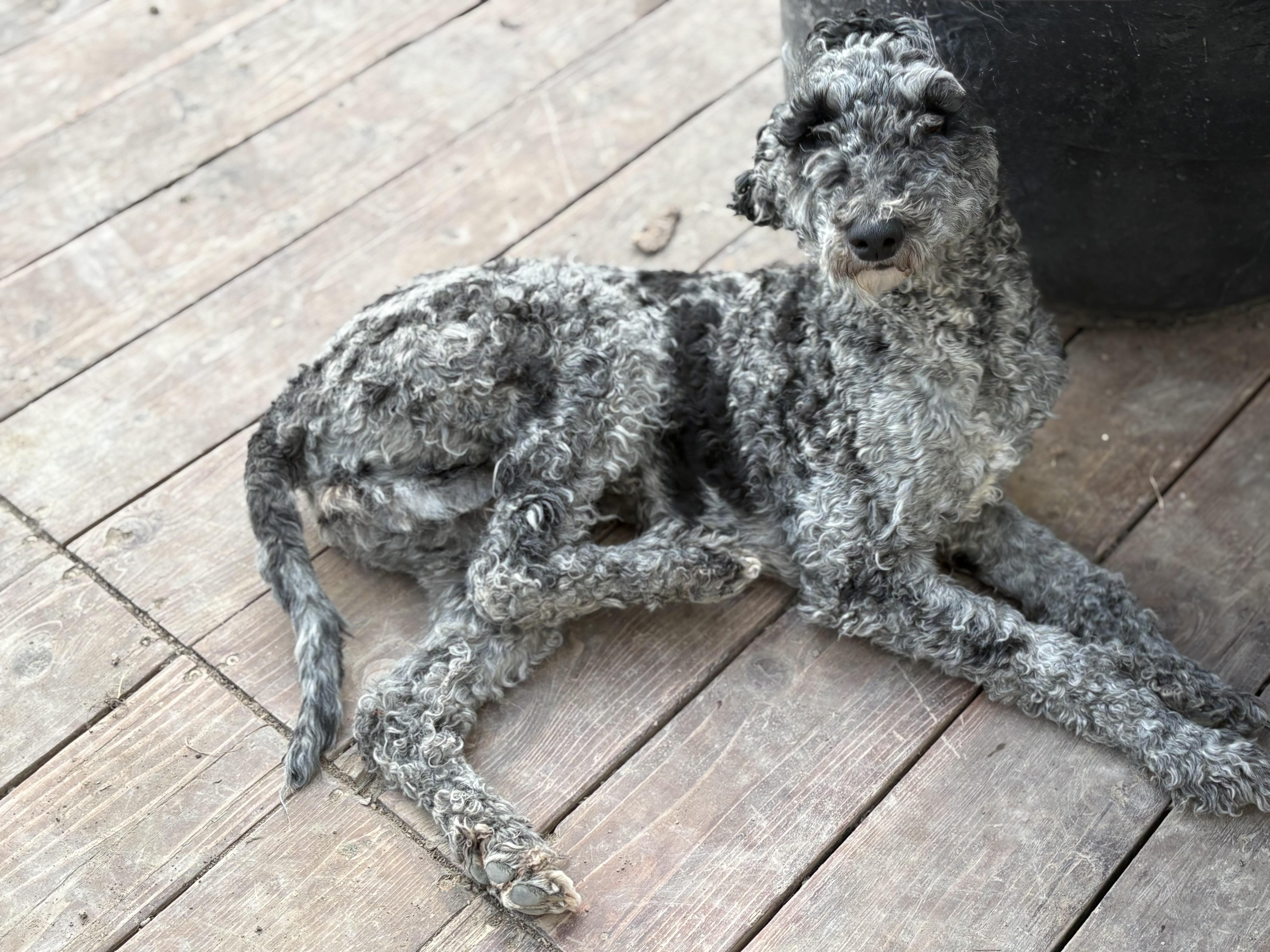 Bingo, ADOPTABLE, Adult Female Bernedoodle.
