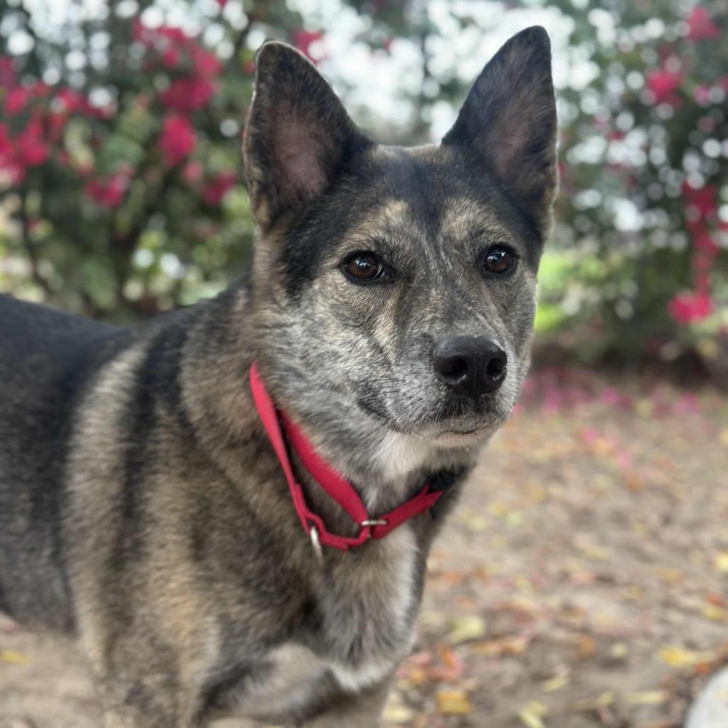 Addie / Everest, a Adoptable mixed breed in Fresno, CA image 6/6