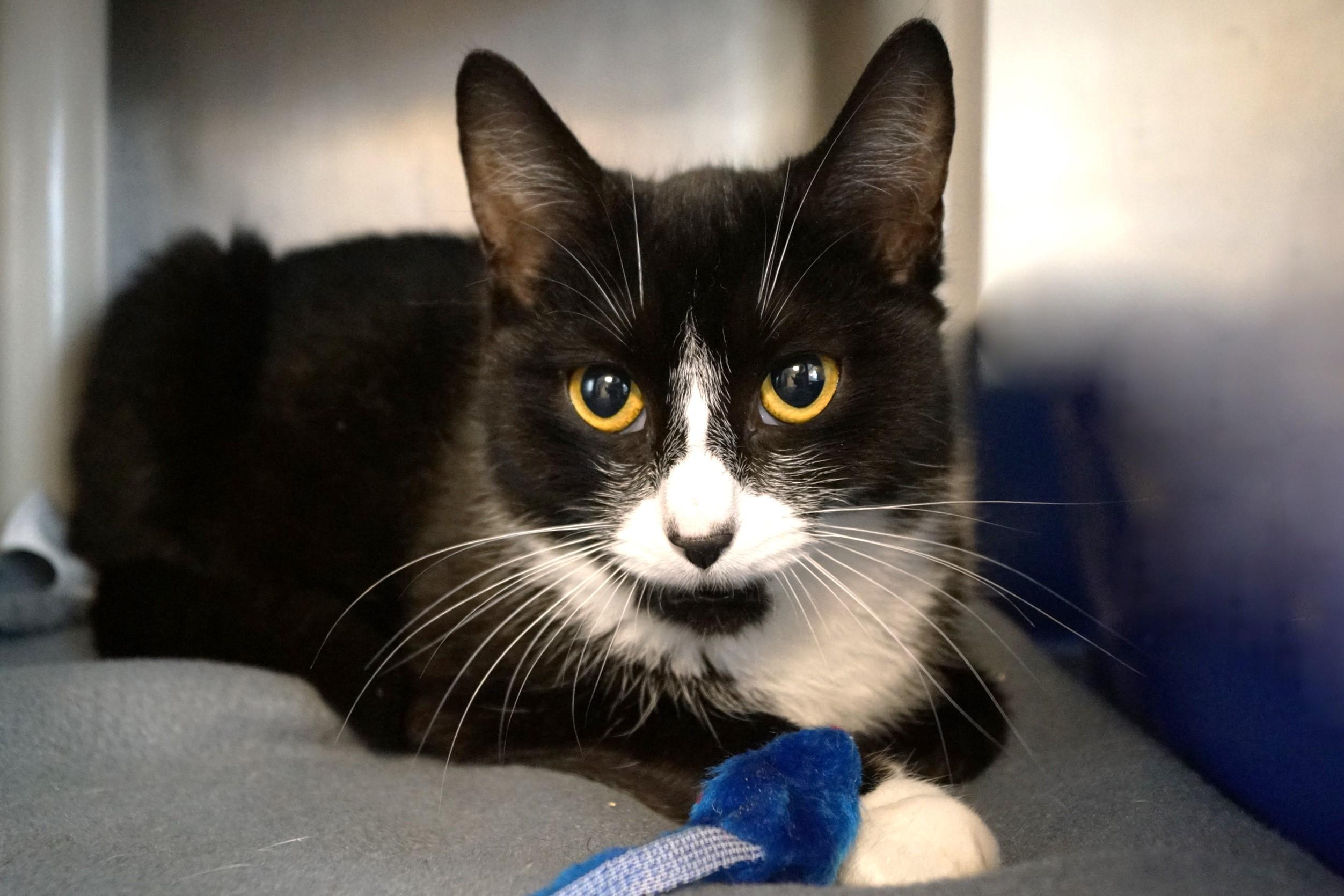 McFlurry, Young Female Domestic Short Hair