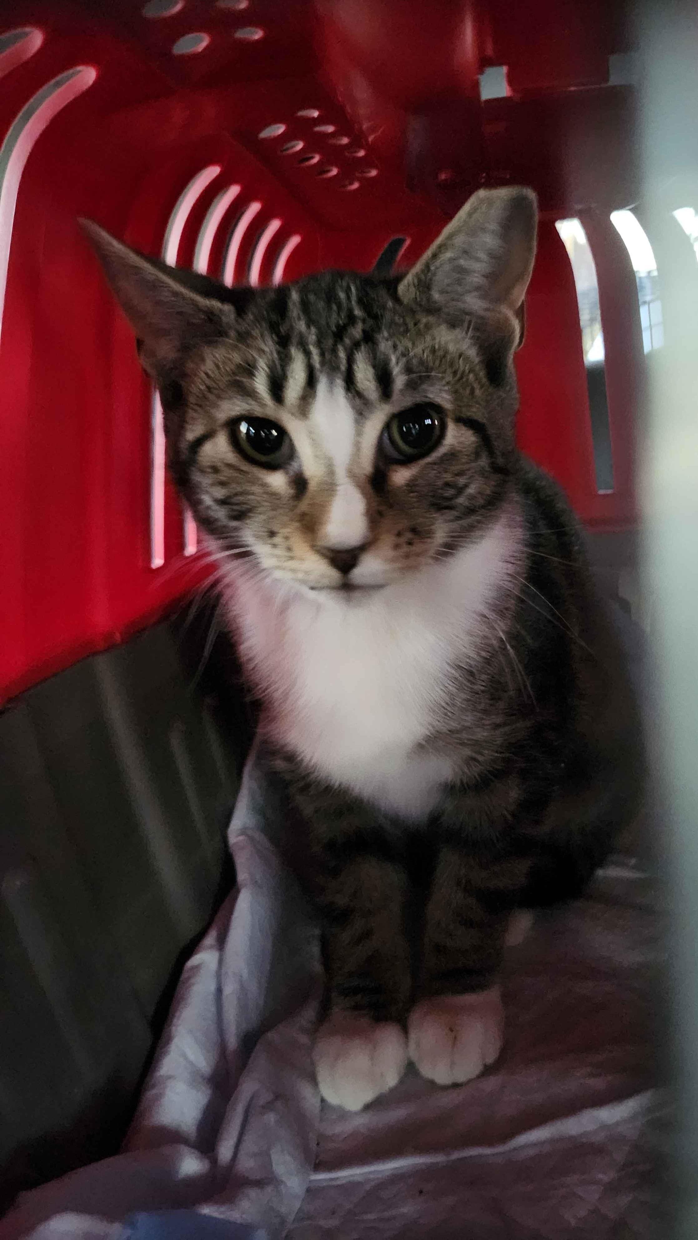 Enlarge Chili, a Adoptable Tabby in Piscataway, NJ image 2/2