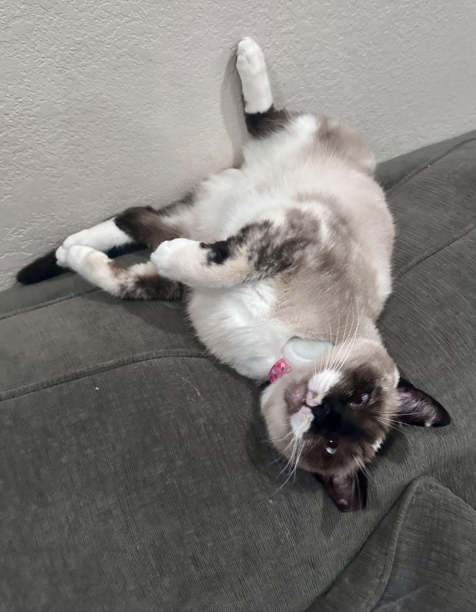 Lady Lulu, Adoptable, Young Female Snowshoe & Siamese.