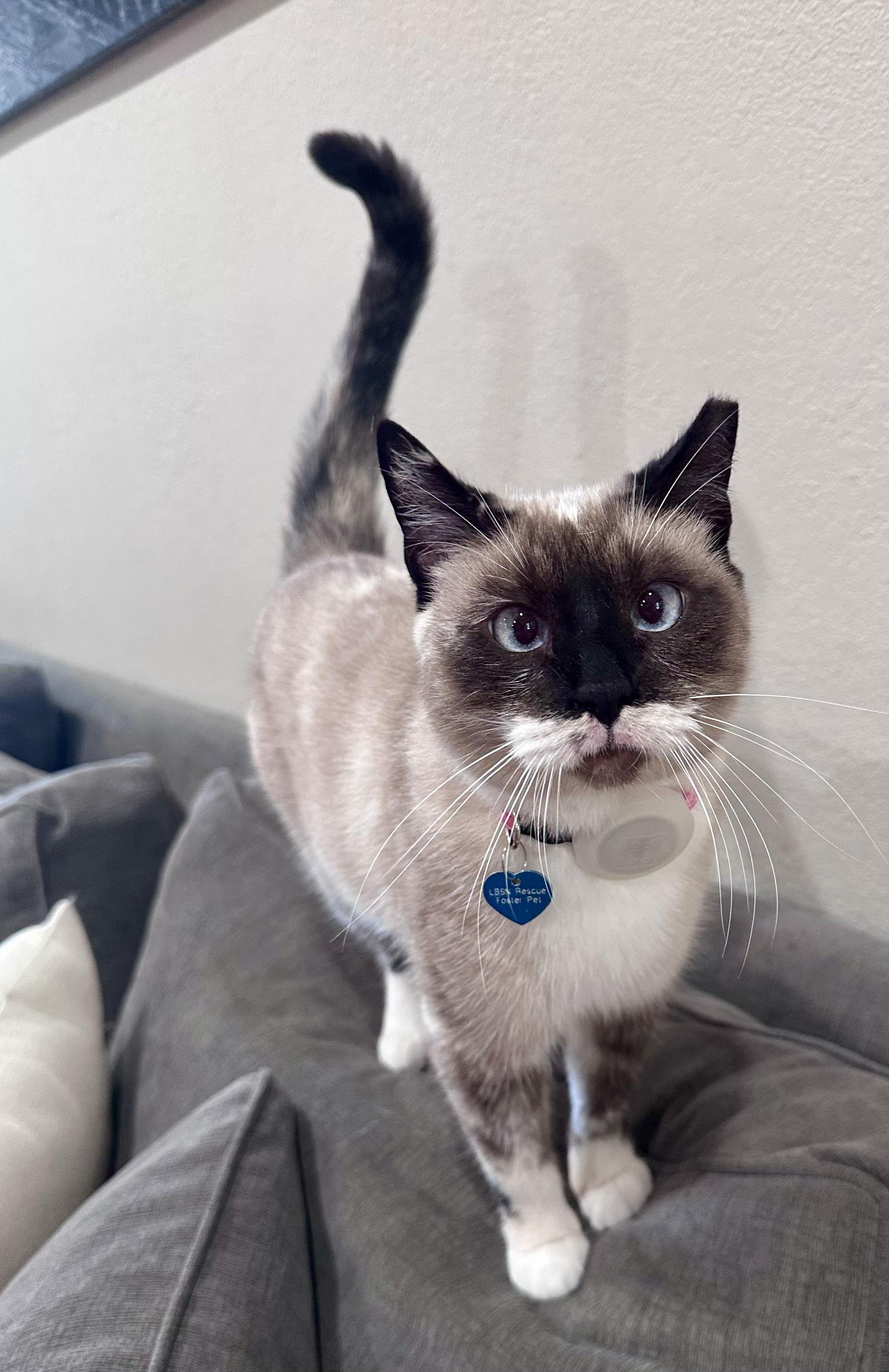 Lady Lulu, a Adoptable mixed breed in Long Beach, CA image 2/3