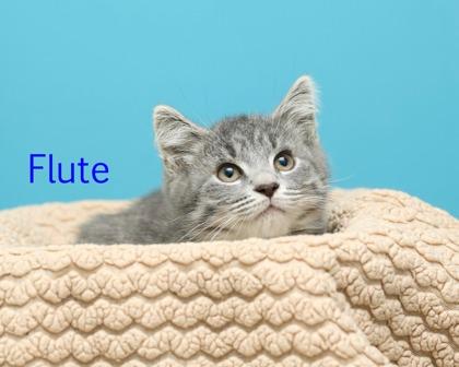 Flute, Adoptable, Kitten Male Domestic Short Hair & Domestic Short Hair.