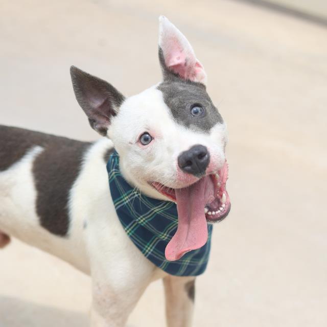 Enlarge JACE, a Adoptable mixed breed in San Antonio, TX image 1/1