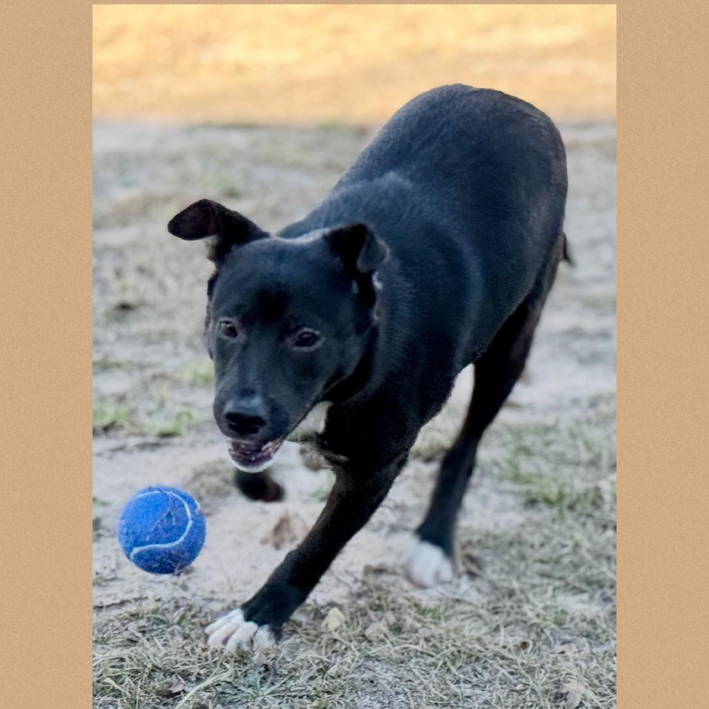 Lennox 25-11-126, Adoptable, Young Male Mixed Breed.