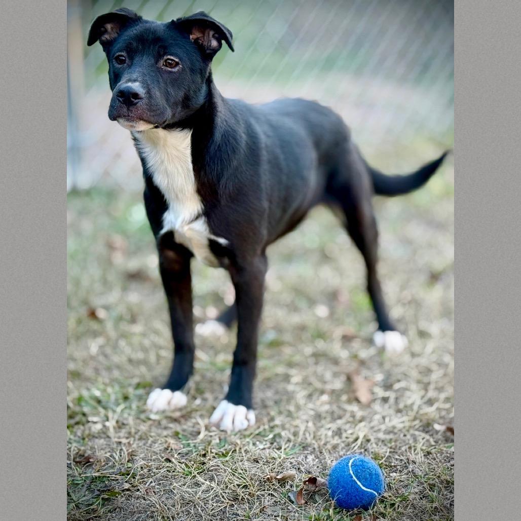 Enlarge Lennox 25-11-126, a Adoptable Mixed Breed in Bastrop, TX image 2/6
