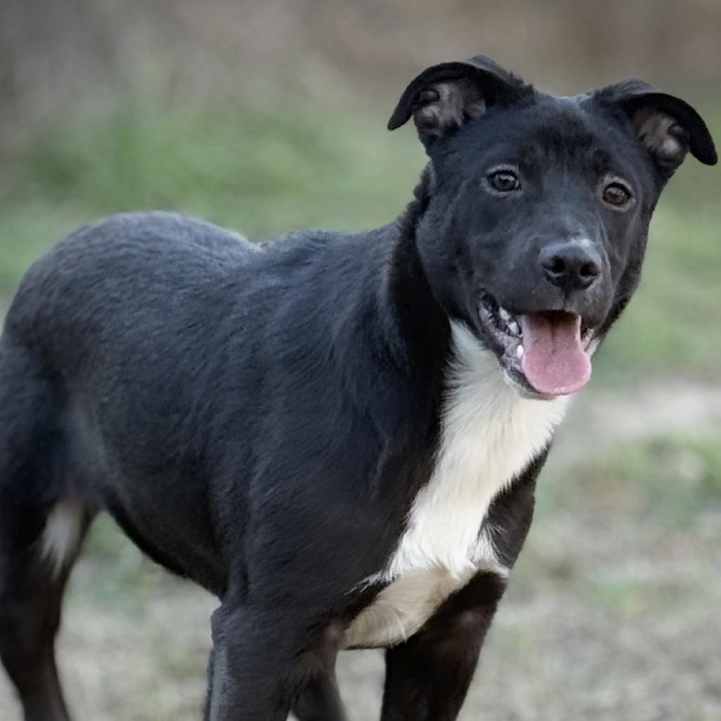 Enlarge Lennox 25-11-126, a Adoptable Mixed Breed in Bastrop, TX image 3/6