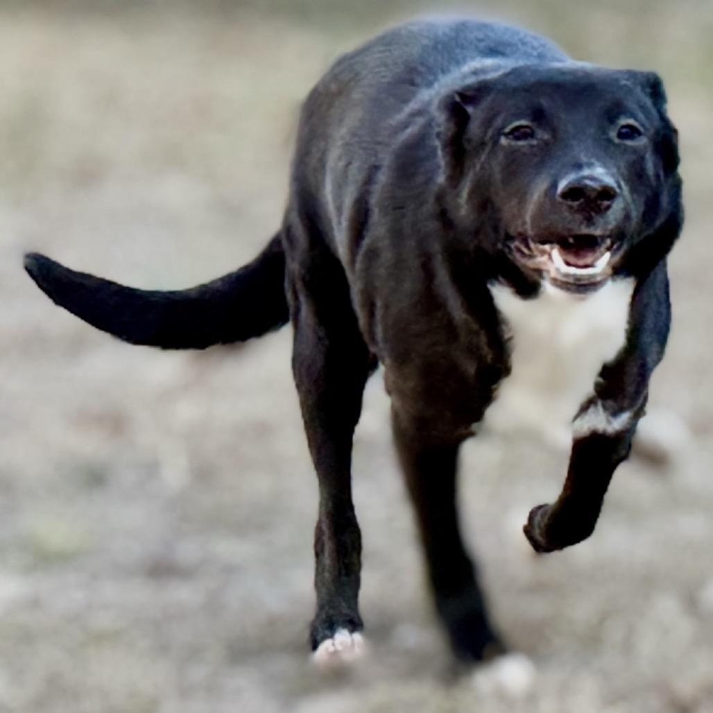 Enlarge Lennox 25-11-126, a Adoptable Mixed Breed in Bastrop, TX image 4/6
