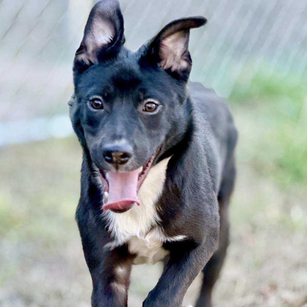 Enlarge Lennox 25-11-126, a Adoptable Mixed Breed in Bastrop, TX image 5/6