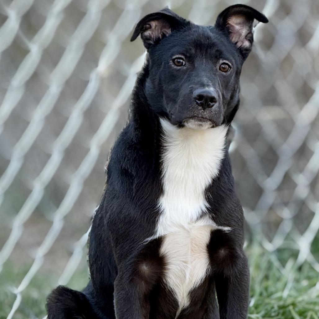 Enlarge Lennox 25-11-126, a Adoptable Mixed Breed in Bastrop, TX image 6/6