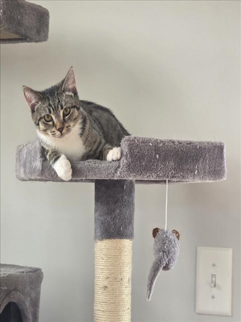 PUMPKIN SPICE LATTE, a Adoptable Domestic Short Hair in Hagerstown, MD image 2/2