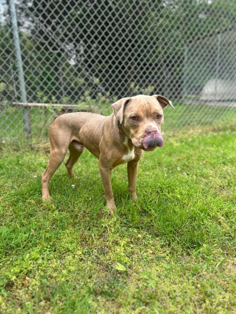 Asta, Adoptable, Adult Male Pit Bull Terrier.