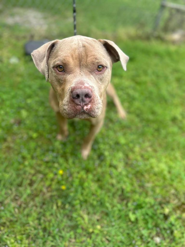 Enlarge Asta, a Adoptable Pit Bull Terrier in Russellville, KY image 2/2