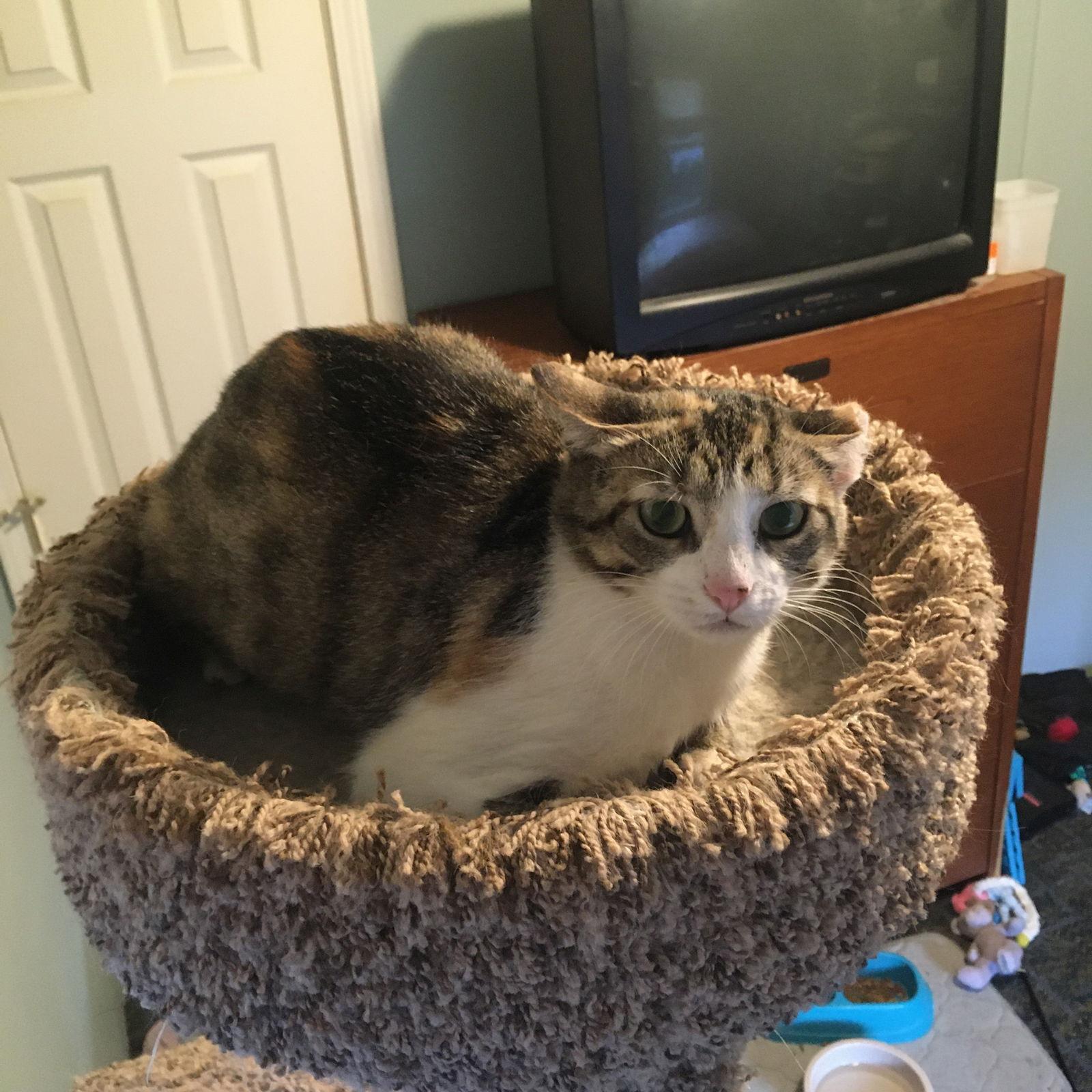 Enlarge Rosie Bonded with Patchy, a Adoptable Calico in Macedonia, OH image 1/3