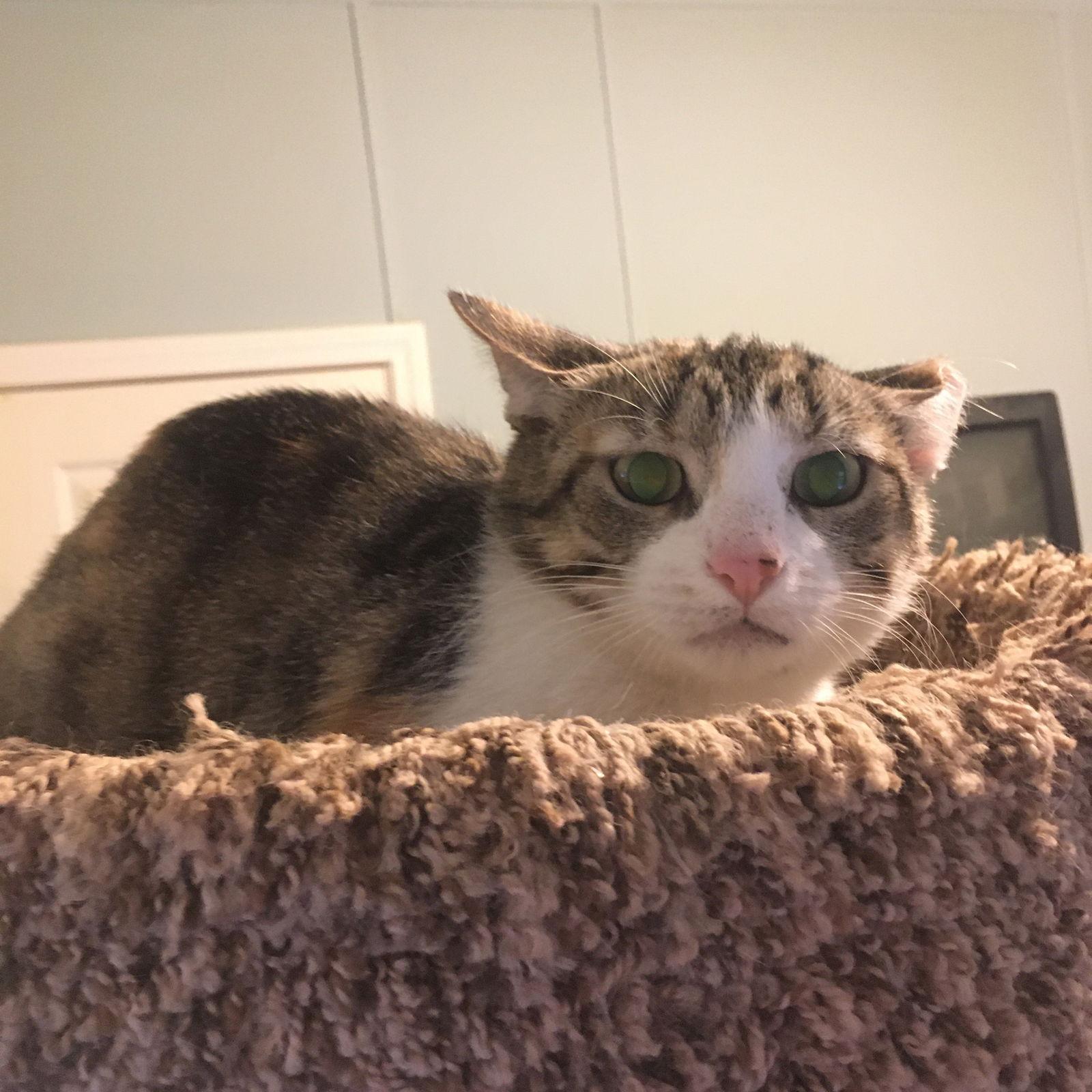 Enlarge Rosie Bonded with Patchy, a Adoptable Calico in Macedonia, OH image 2/3