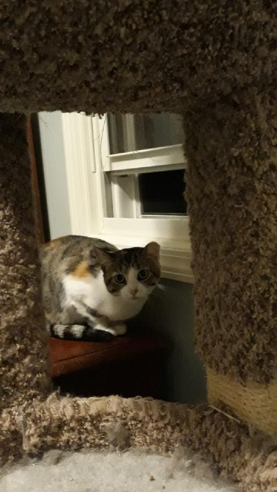 Enlarge Rosie Bonded with Patchy, a Adoptable Calico in Macedonia, OH image 3/3