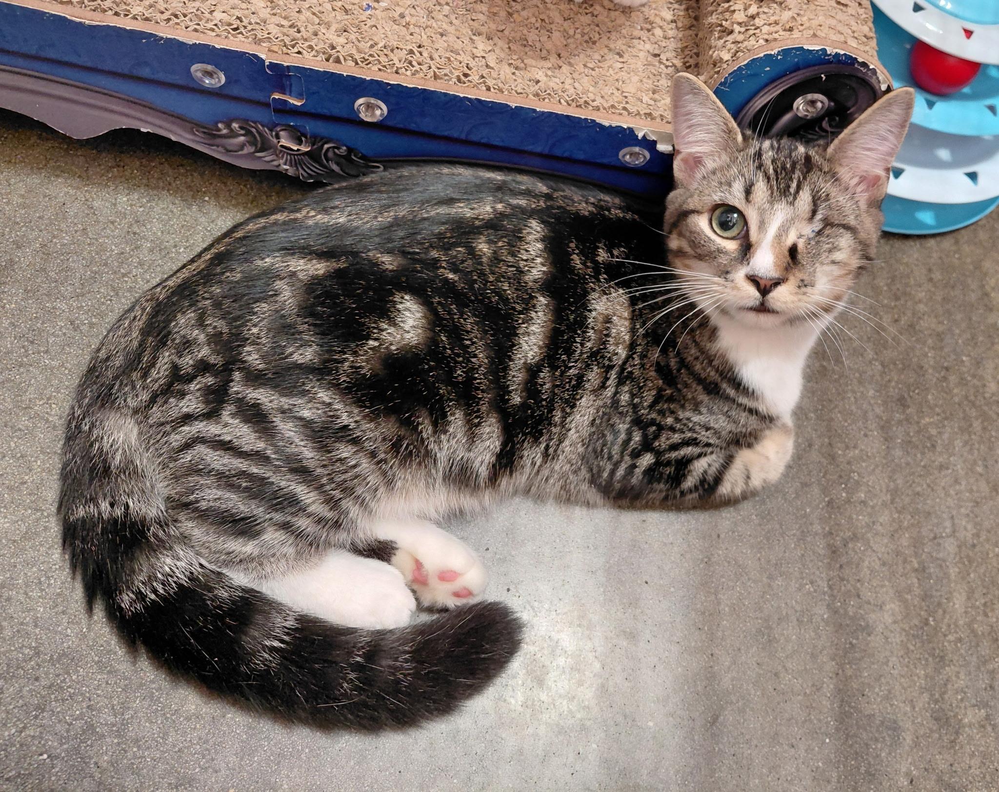 River, Adopted, Young Male American Shorthair.