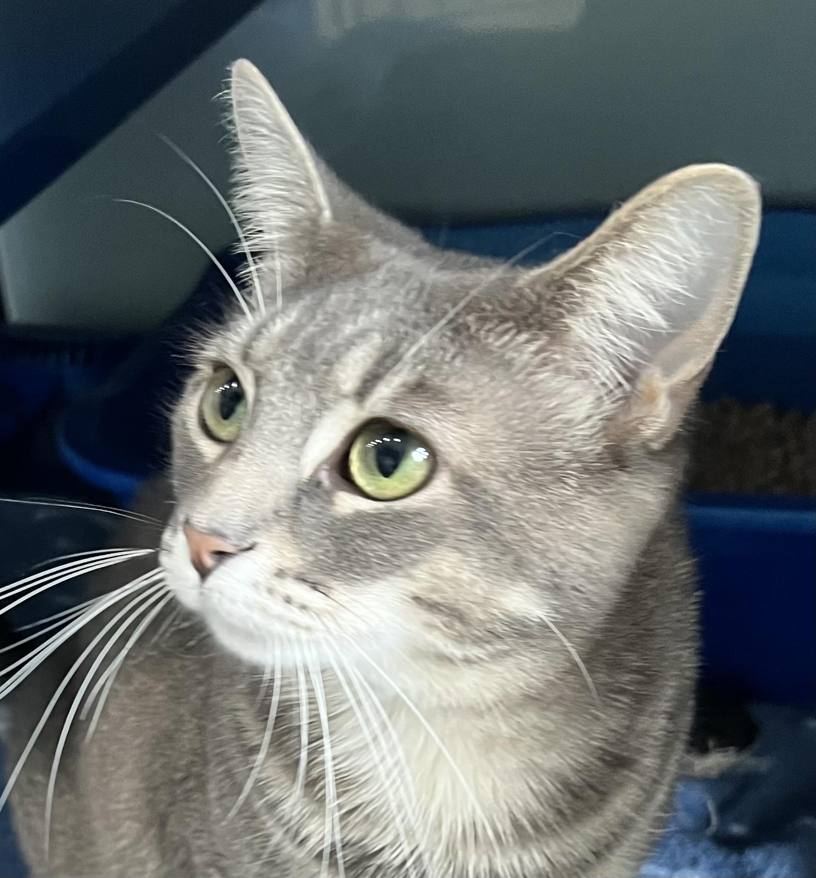 Wesley, Young Male Domestic Short Hair
