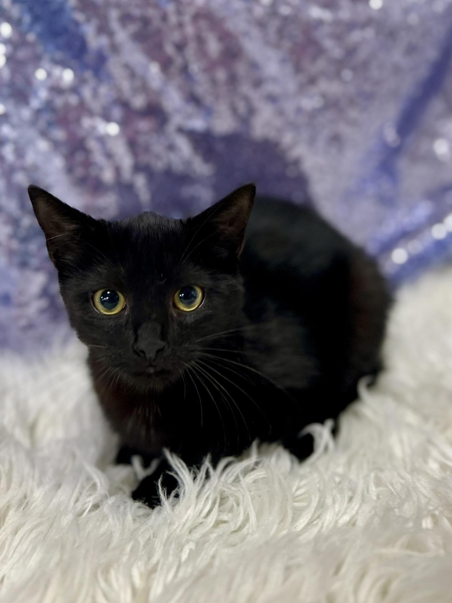 Enlarge Spooky, a Adopted Domestic Short Hair in Clarkesville, GA image 1/1