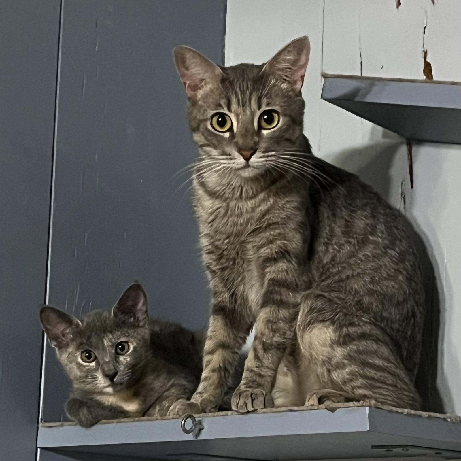 Enlarge Juliet, a Adoptable Domestic Short Hair in McKinney, TX image 1/2