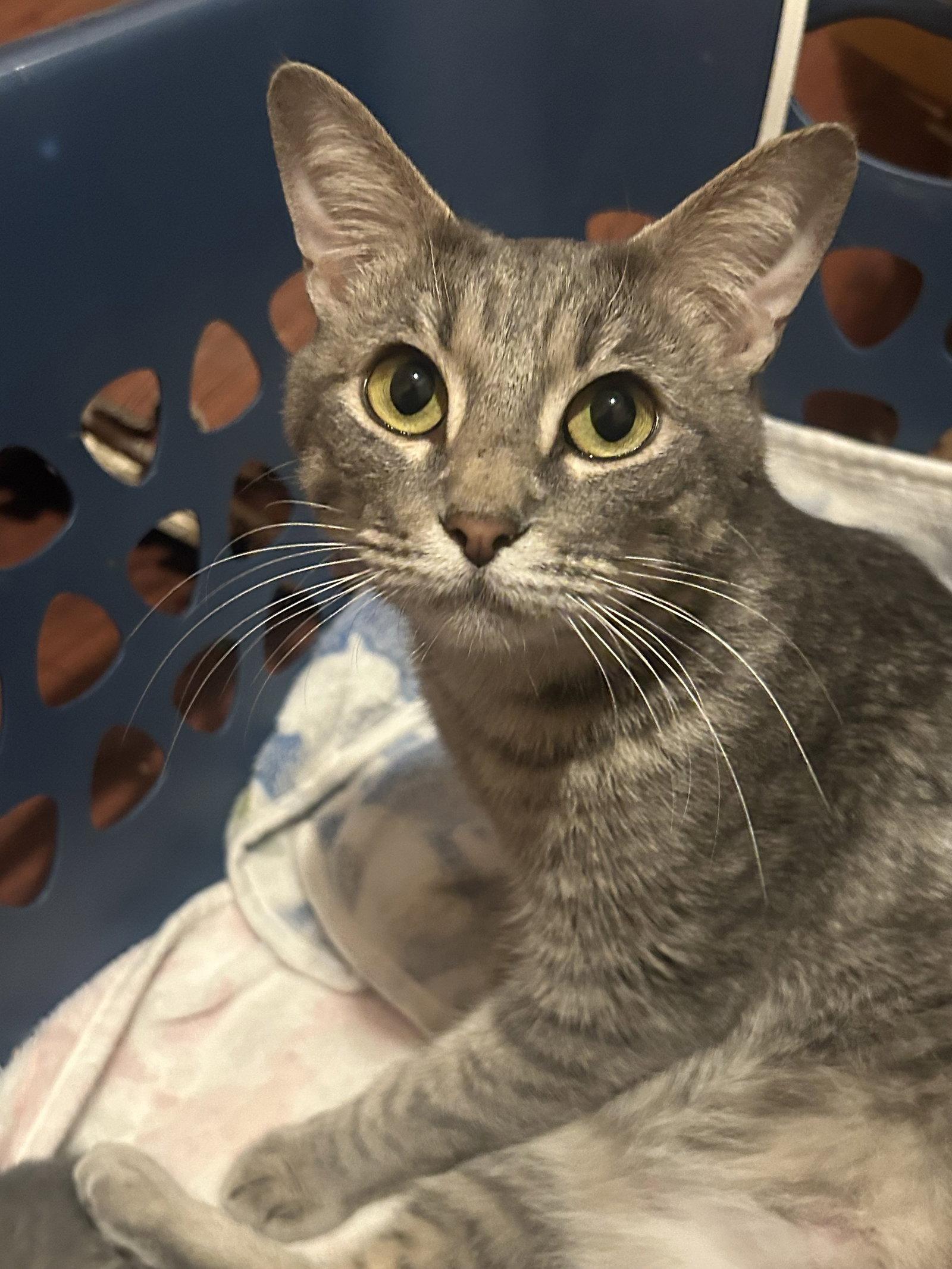 Enlarge Juliet, a Adoptable Domestic Short Hair in McKinney, TX image 2/2