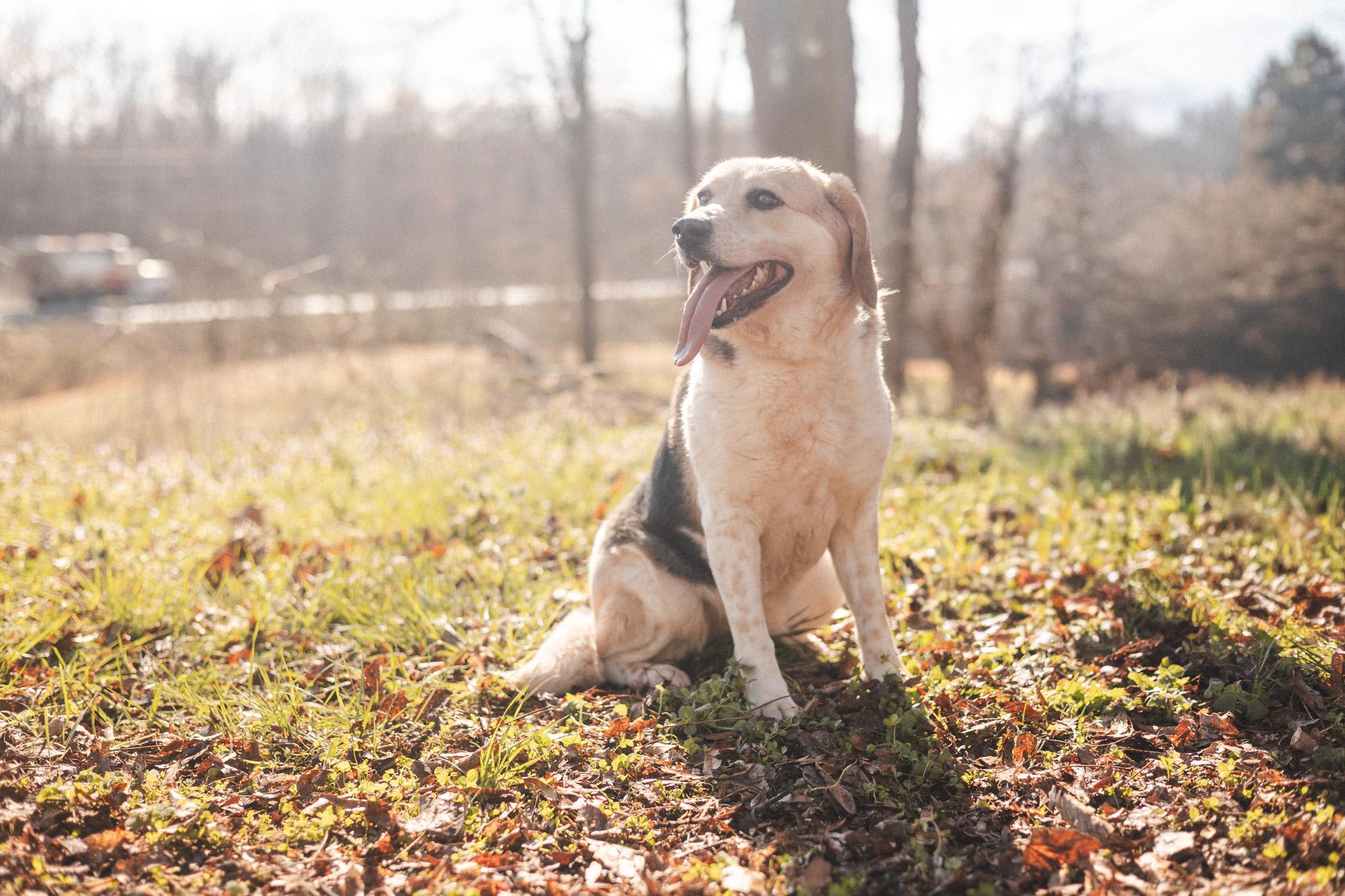 Arya-Transport - Mixed Breed