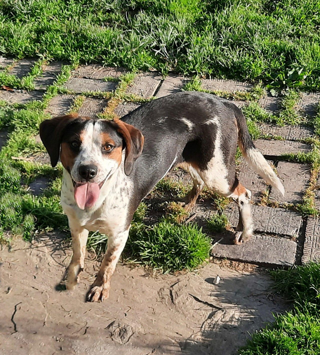 Peanut, a Adopted Beagle in Mcconnelsville, OH image 1/2