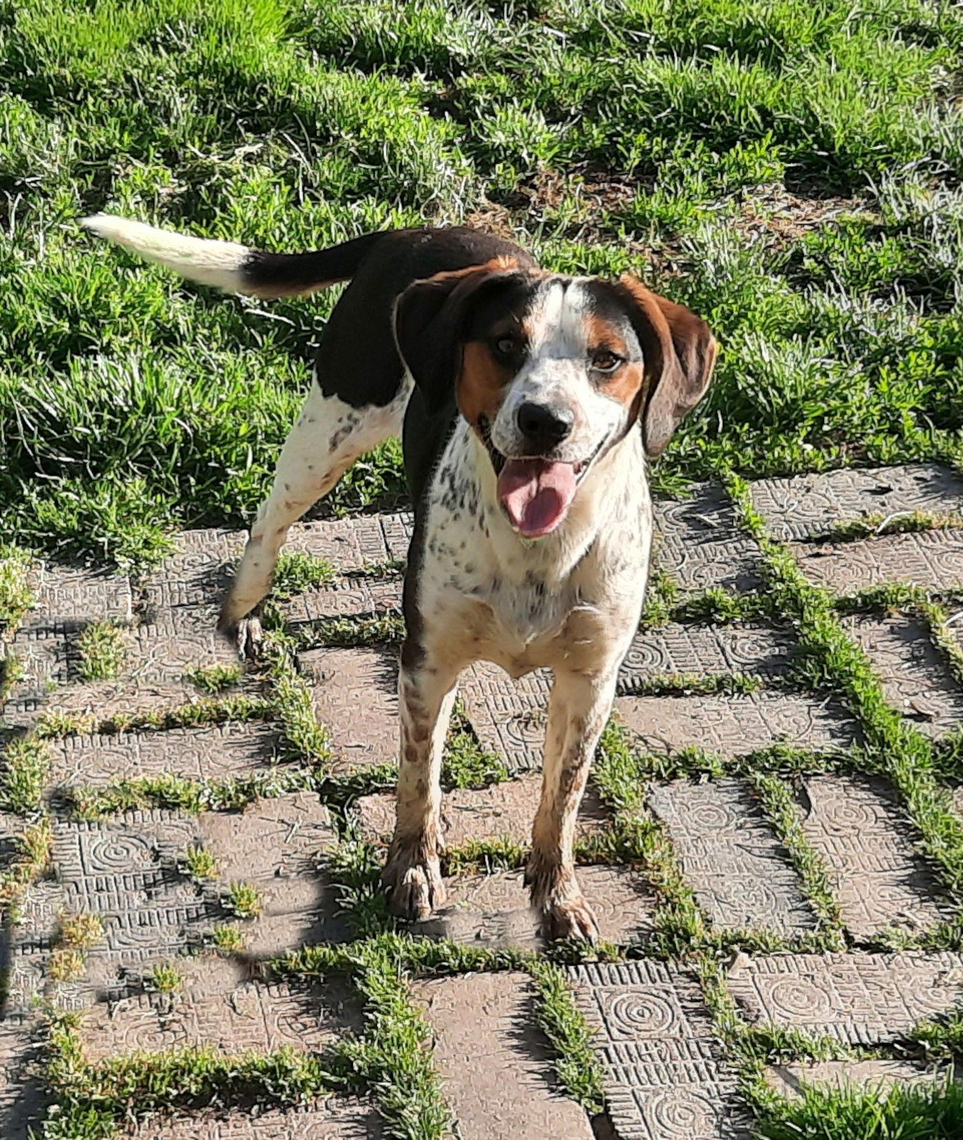 Peanut, a Adopted Beagle in Mcconnelsville, OH image 2/2