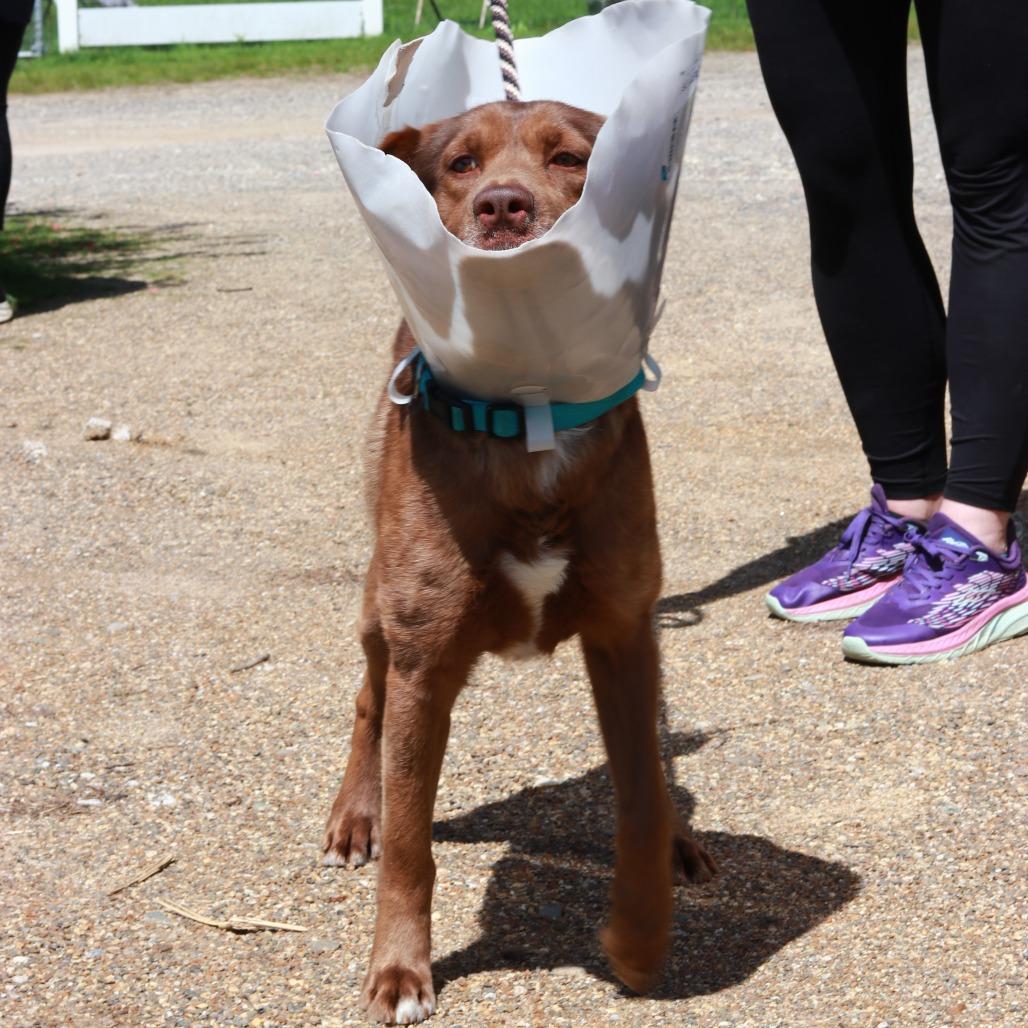 CT Max, a Adoptable mixed breed in Eastford, CT image 1/4