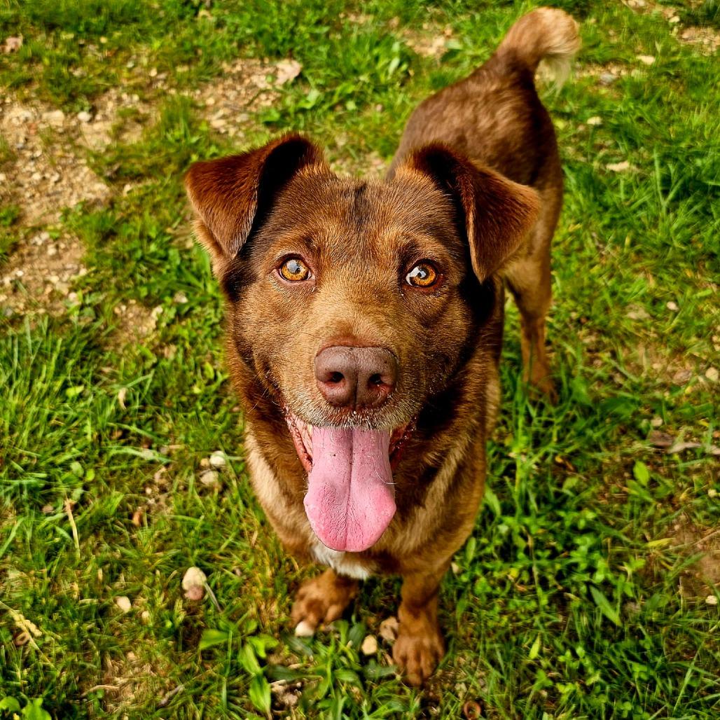 CT Max, a Adoptable mixed breed in Eastford, CT image 2/4