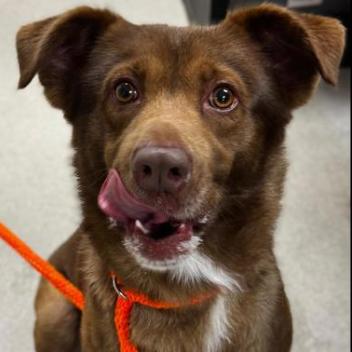 CT Max, a Adoptable mixed breed in Eastford, CT image 3/4