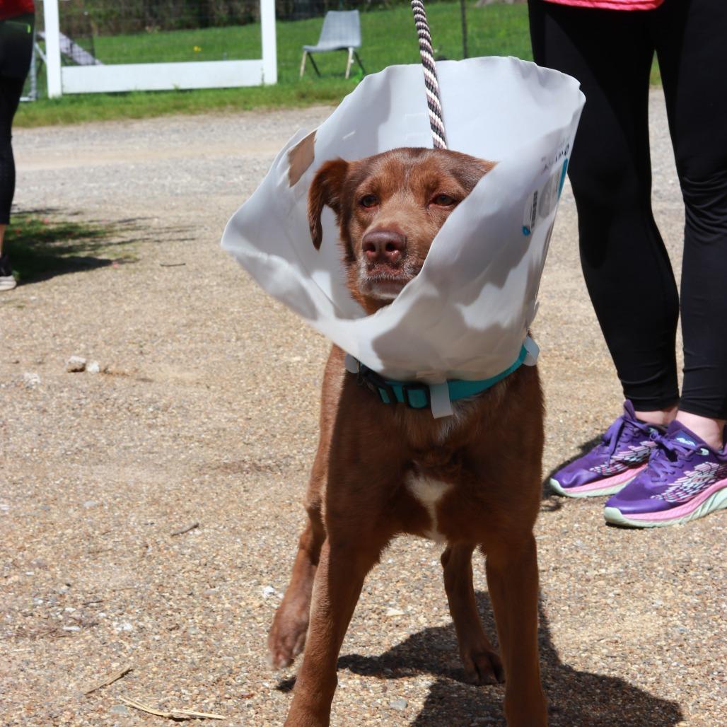 CT Max, a Adoptable mixed breed in Eastford, CT image 4/4