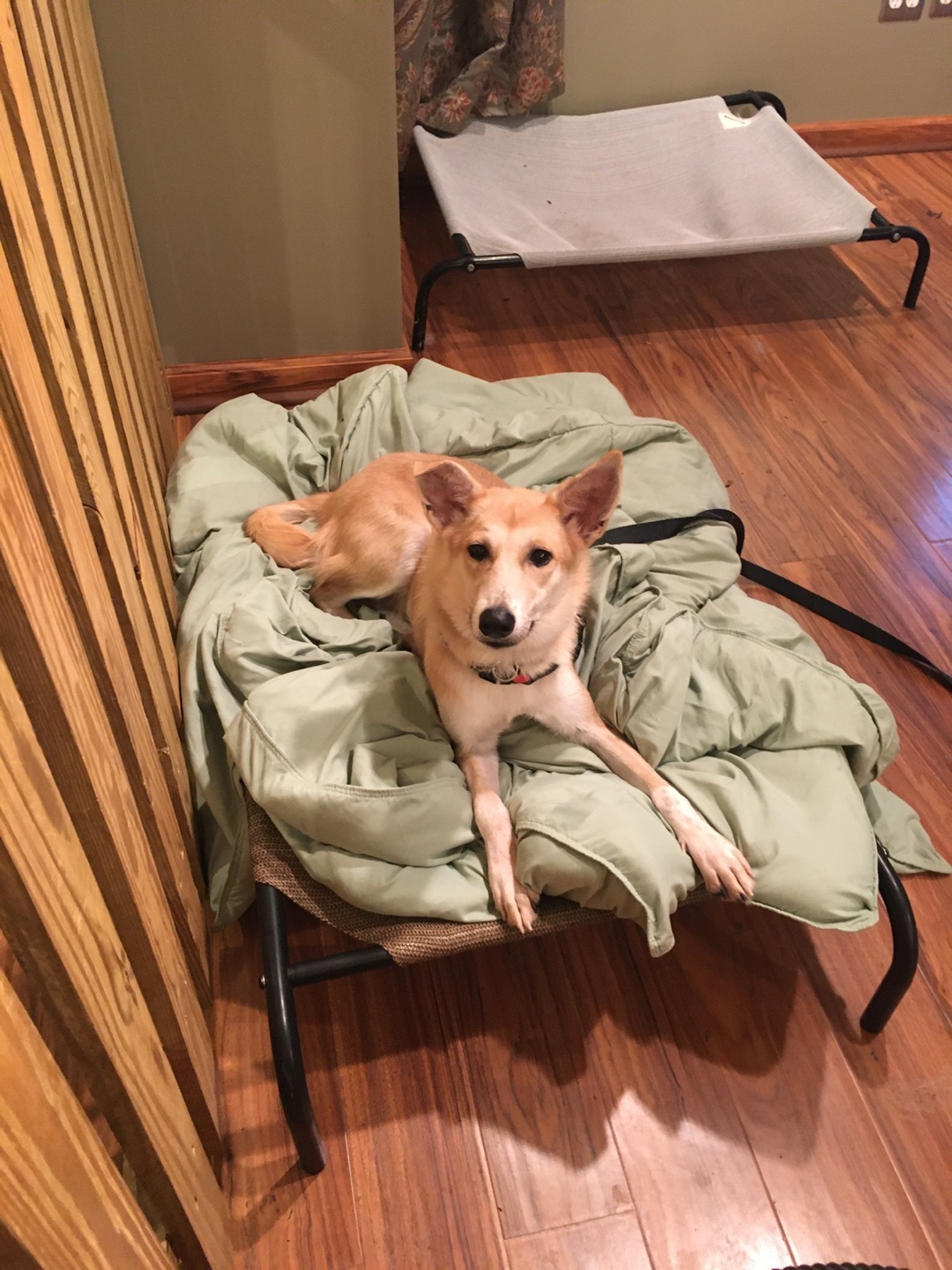 Enlarge William, a Adoptable mixed breed in Centreville, VA image 2/6