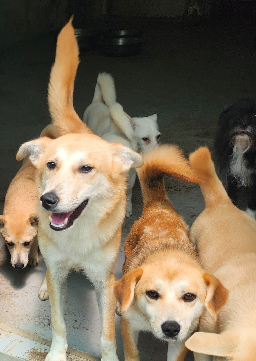 Enlarge William, a Adoptable mixed breed in Centreville, VA image 5/6