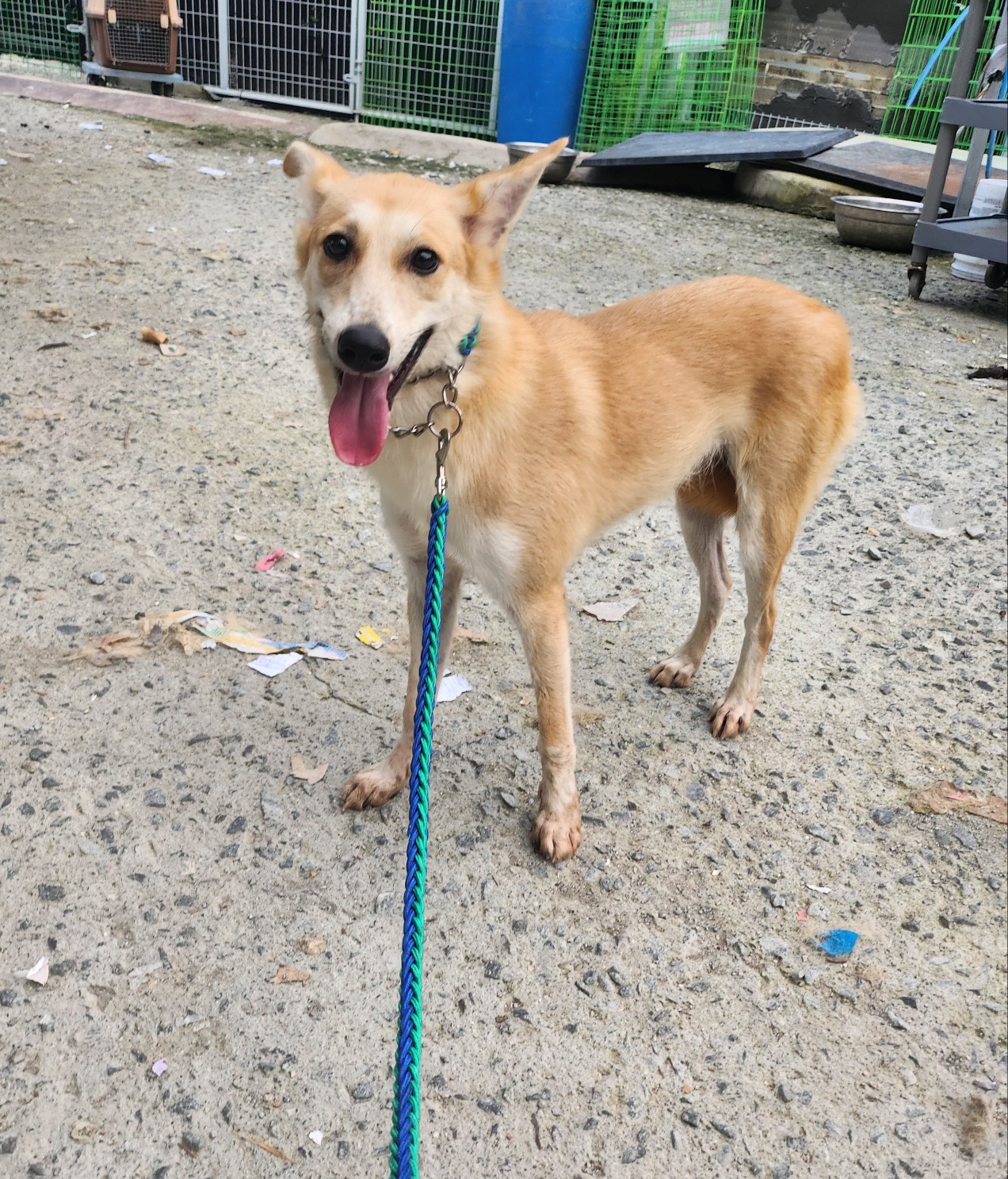 William, Adoptable, Young Male Jindo.