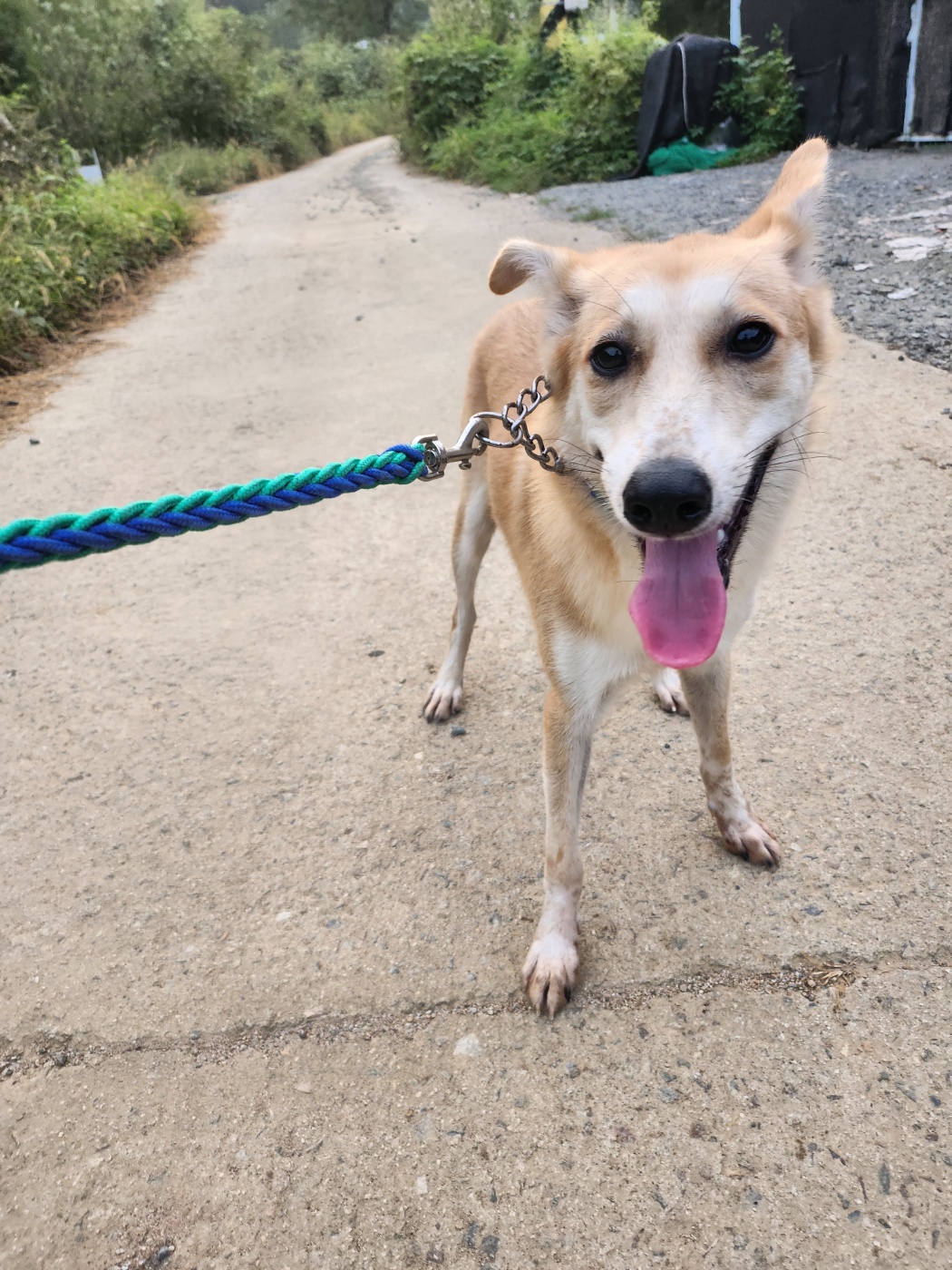 Enlarge William, a Adoptable mixed breed in Centreville, VA image 6/6