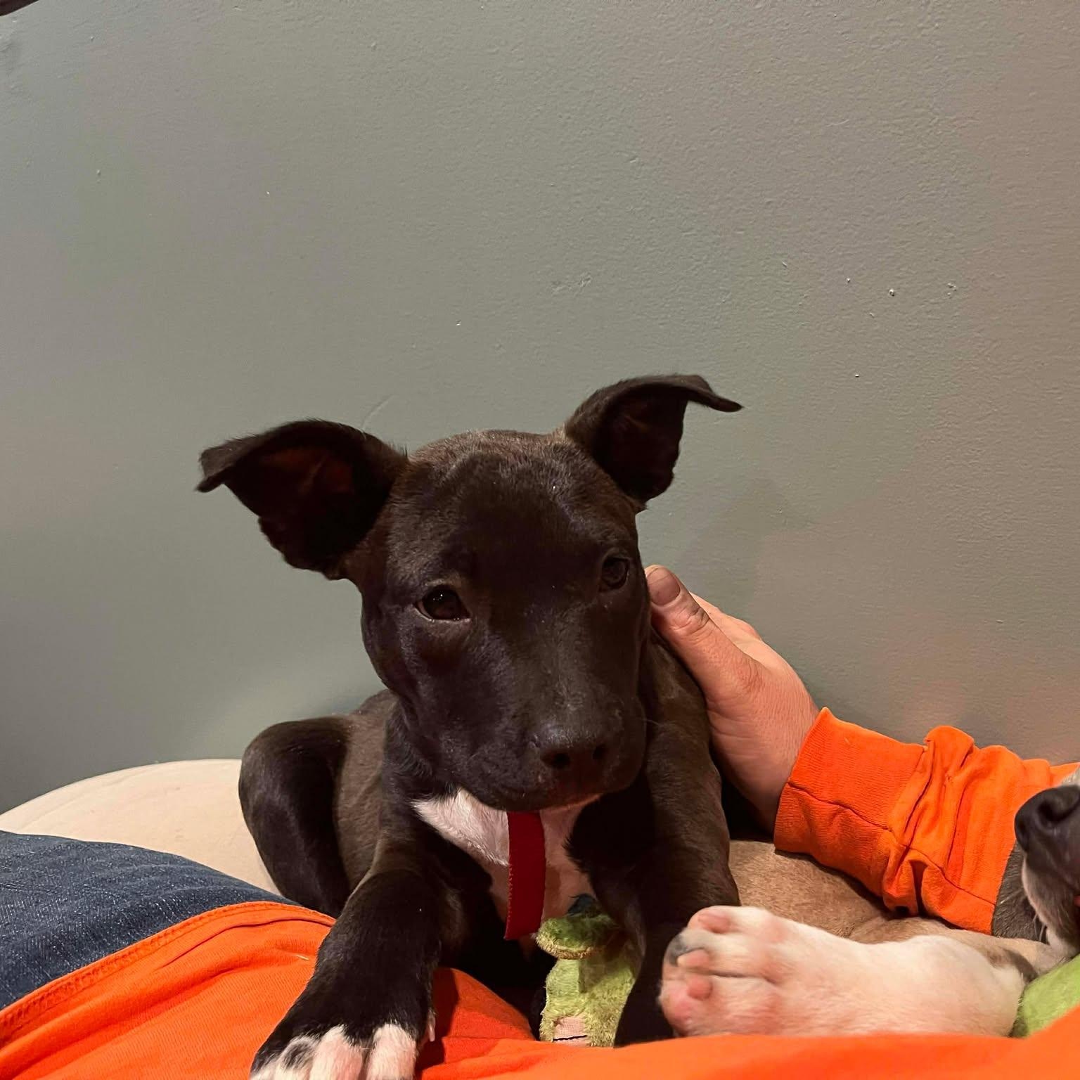 Enlarge Margo, an adopted mixed breed in Airville, PA image 4/5