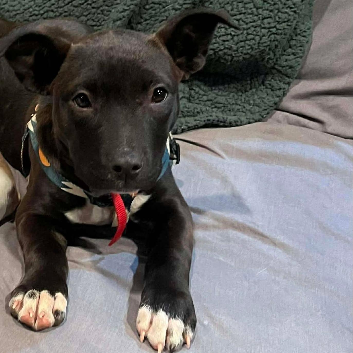 Enlarge Margo, an adopted mixed breed in Airville, PA image 2/5