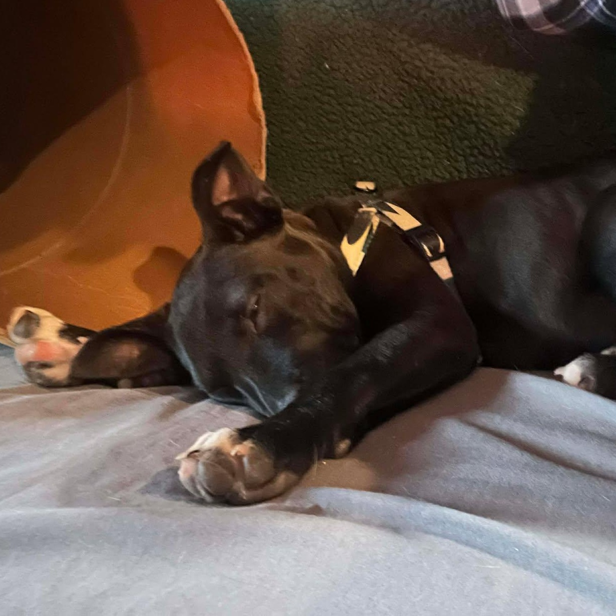 Enlarge Margo, an adopted mixed breed in Airville, PA image 3/5