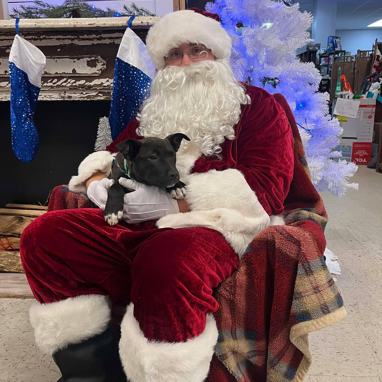 Enlarge Margo, an adopted mixed breed in Airville, PA image 1/5