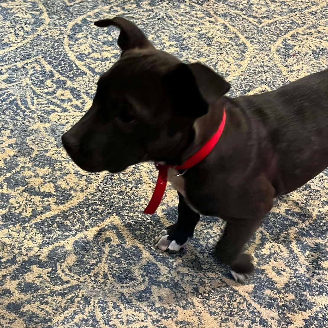 Enlarge Margo, an adopted mixed breed in Airville, PA image 5/5