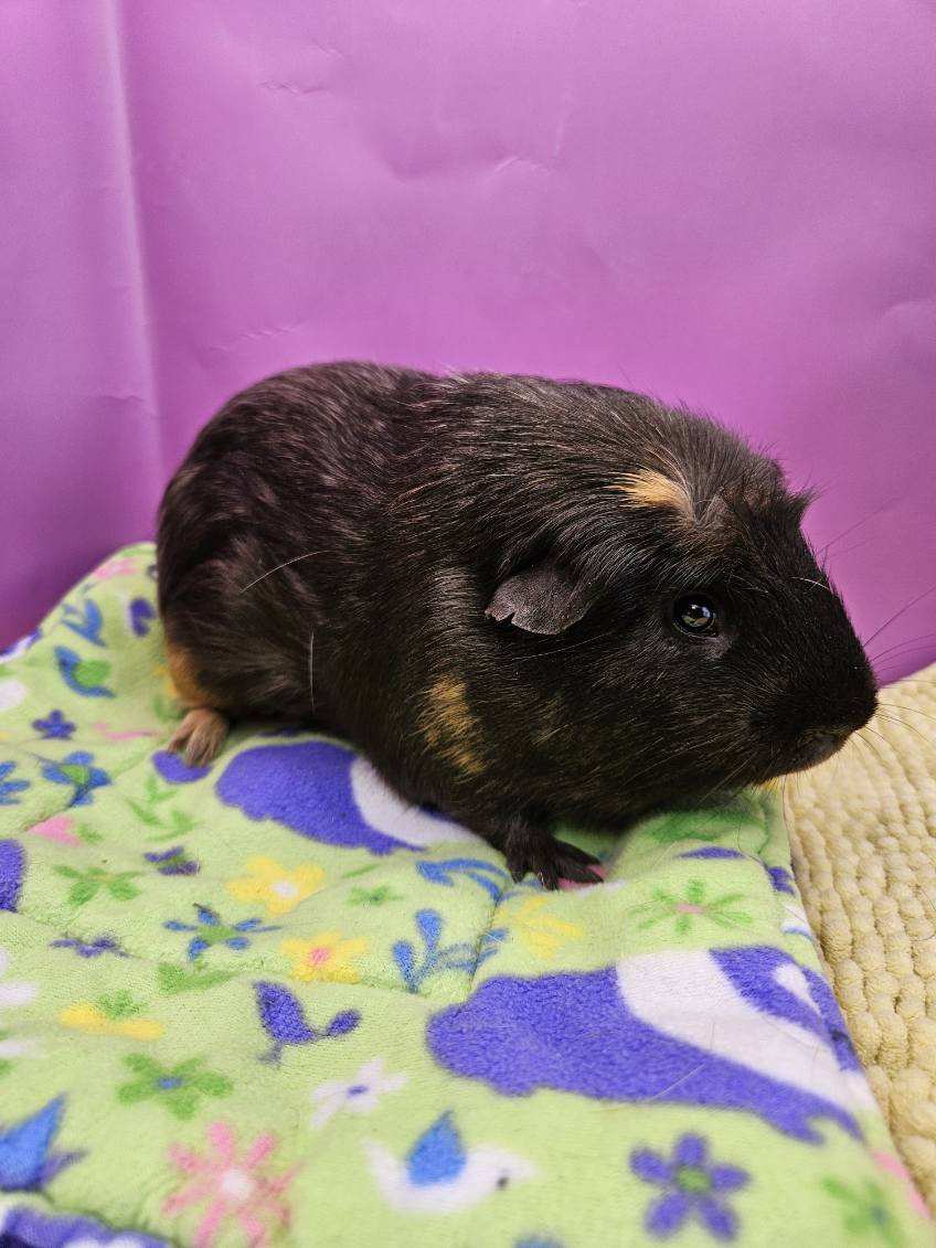 Enlarge Truffles, a Adoptable Abyssinian in Eagle River, AK image 1/3