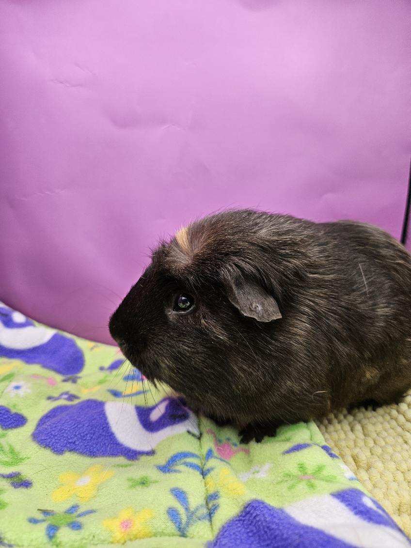 Enlarge Truffles, a Adoptable Abyssinian in Eagle River, AK image 2/3